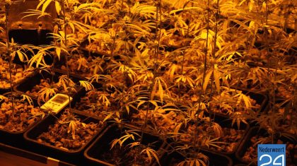 Hennepkwekerij Lambertushof Nederweert