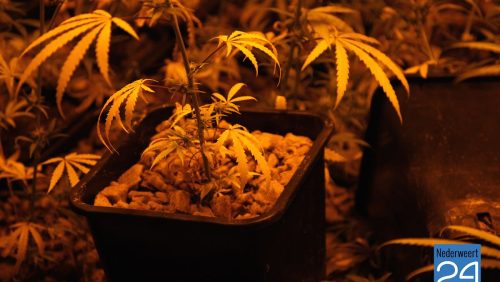 Hennepkwekerij Lambertushof Nederweert