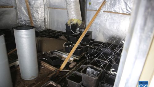 Hennepkwekerij-Ommelpad-Ospel-4369