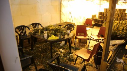 Hennepkwekerij-Weert-4