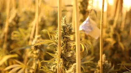 Hennepkwekerij-Weert-5