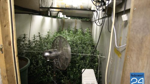 Hennepkwekerij Roeventerpeel Weert