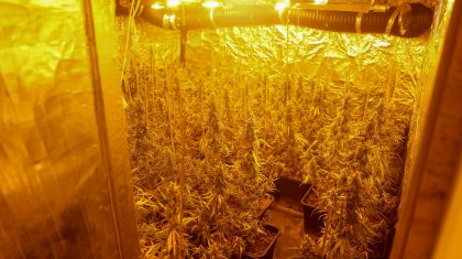 Hennepkwekerij-Winnaarstraat-Nederweert-4