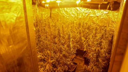 Hennepkwekerij-Winnaarstraat-Nederweert-4