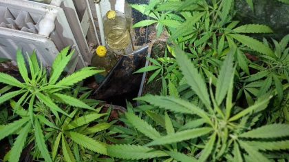 Hennepkwekerij-aangetroffen-in-Boshoven-3