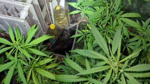 Hennepkwekerij-aangetroffen-in-Boshoven-3