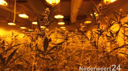 Hennepkwekerij Hulsenweg Nederweert