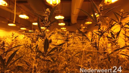 Hennepkwekerij Hulsenweg Nederweert