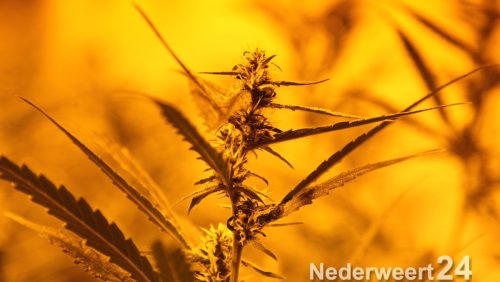 Hennepkwekerij Hulsenweg Nederweert