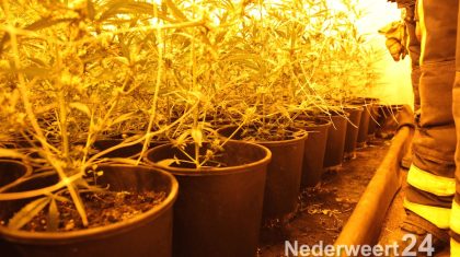 Hennepkwekerij Hulsenweg Nederweert