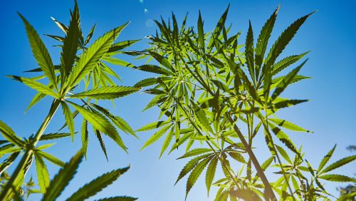 Foto: Depositphotos Adaco