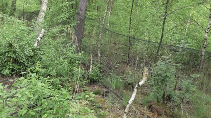 Hennepplantage-ontdekt-in-het-Weerterbos-in-Nederweert Hennepplantage-ontdekt-in-het-Weerterbos-in-Nederweert