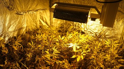 Hennepplanten-drugs-5