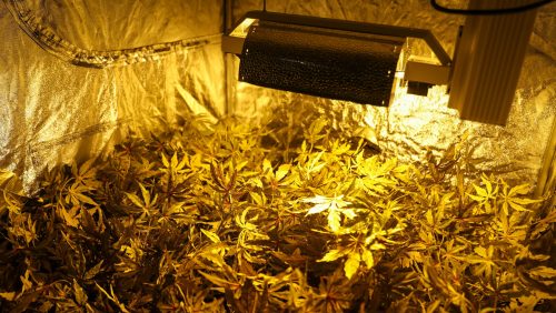 Hennepplanten-drugs-5