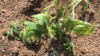 Hennepteelt-tussen-mais-houdt-onverminderd-aan