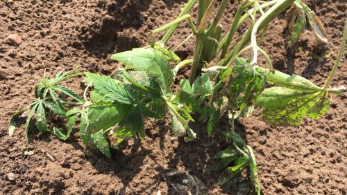 Hennepteelt-tussen-mais-houdt-onverminderd-aan