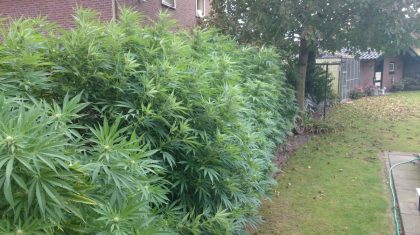 Hennepvondst-Moostdijk-Ospeldijk-2