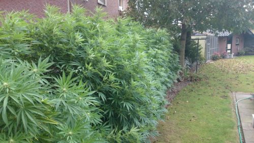 Hennepvondst-Moostdijk-Ospeldijk-2