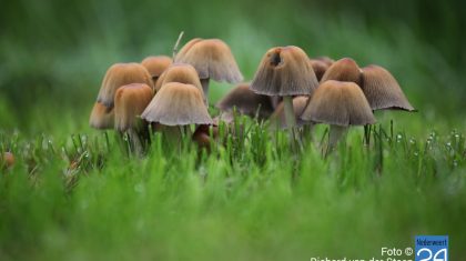 Herfst-in-Nederweert-6288