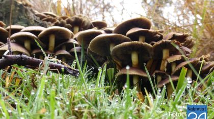 Herfst in de Grote Peel