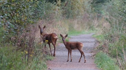 Foto | Marijke Vaes-Schroën | Staatsbosbeheer