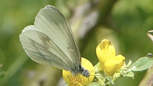 Het-boswitje-door-Hans-Melters