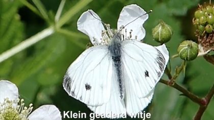 Het-klein-geaderd-witje-Vlinderrubriek-met-Hans-Melters