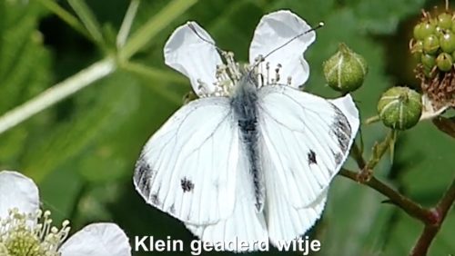 Het-klein-geaderd-witje-Vlinderrubriek-met-Hans-Melters