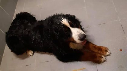 Hond-gevonden-Maaseikerweg-Weert