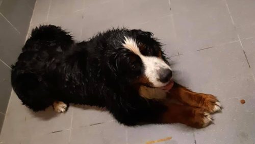 Hond-gevonden-Maaseikerweg-Weert