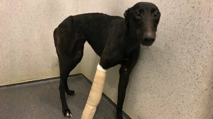 Hond-gevonden-Nederweert