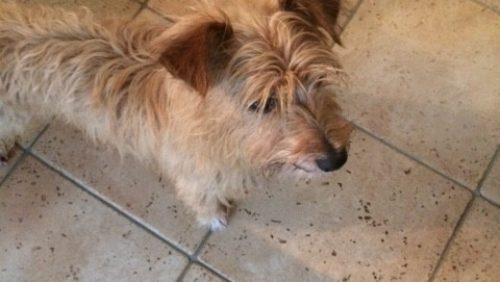 Hondje-aangelopen-e1443023030976