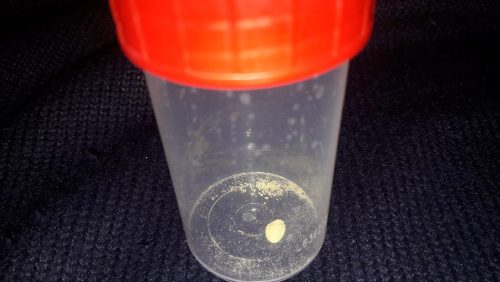 Hondje-slikt-pilletje-in-in-achtertuin-Rochushof