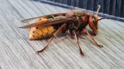 Hoornaar-Richard-van-der-Steen