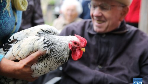 Huiskamer-Nederweert-knuffelt-met-dieren-op-Citaverde-6702