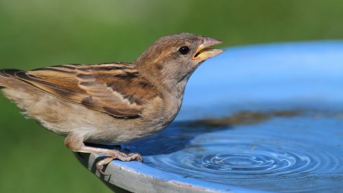 Huismus-steve_byland-DepositphotosL