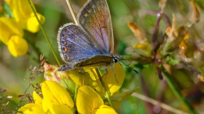 Icarusblauwtje_Foto-Jac-Steevens