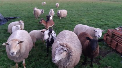 Illegale-slacht-schapen-in-Weert