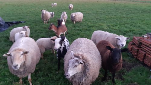 Illegale-slacht-schapen-in-Weert