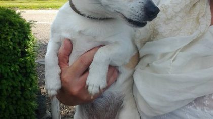 Jack-russel-nederweert