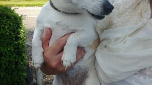 Jack-russel-nederweert