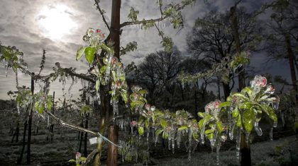 Jeroen-en-Jean-Paul-Kuit-expositie Fruitteler langs de Roermondseweg tussen Weert en Kelpen heeft voorkomen dat zijn gewas is bevroren door te beregenen. De bloesem is omhult met een laag ijs.Foto Jeroen Kuit