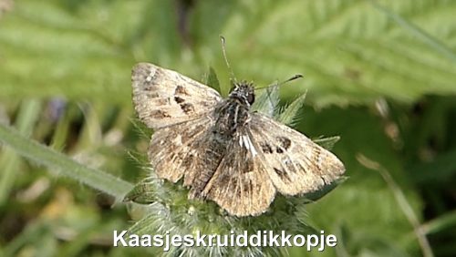 Kaasjeskruiddikkopje