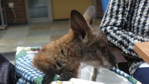 Kangoeroe-bij-Domus-Bona-Ventura-5