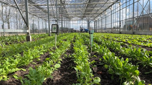 Kas-met-voorjaarsgroenten