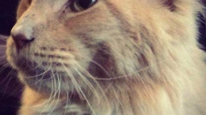 Kater-King-Kim-van-Zanten