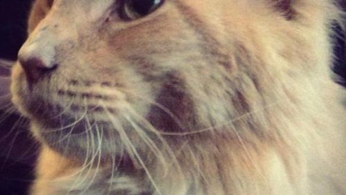 Kater-King-Kim-van-Zanten