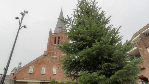 Kerstboom-Lambertushof-Nederweert-1