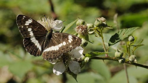 Kleine-ijsvogelvlinder-foto-Henk-Heijligers