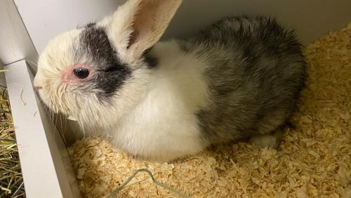 Konijn-gedumpt-Nederweert